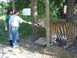 Feeding a Bengal Tiger