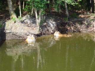 Bengal Tigers Swimming in Florida