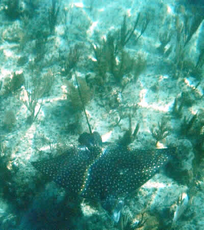 Close-up of Spotted Eagle Ray